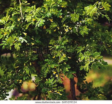 Weeping Siberian Peashrub Caragana Arborescens Pendula Stock Photo