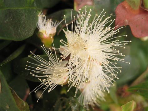 Flickriver Photoset Australian Bushbrush Cherry Eugenia Myrtifolia