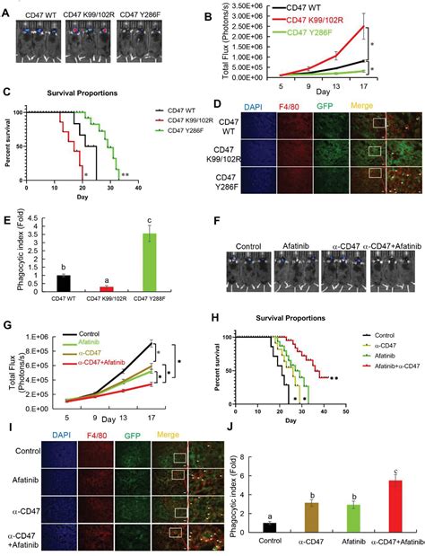 Egfrinduced And Csrcmediated Cd Phosphorylation Inhibits Trim