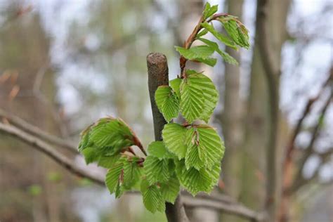 Pruning Hazelnut Tree: When And How? - Gardeninguru