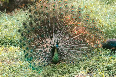 The Peacock Spreads Its Tail Stock Image Image Of Feather Pets