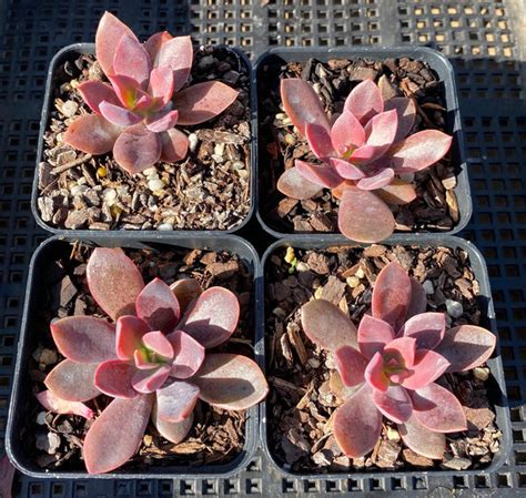 Echeveria Purple Princess Rnt Succulents