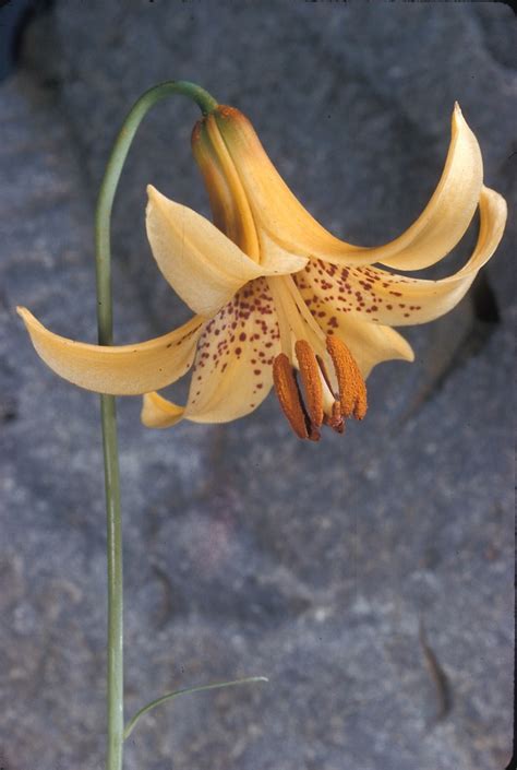 Genus: Lilium (lily): Go Botany