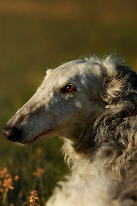 Borzoi Dog Breed | Собачки, Борзые