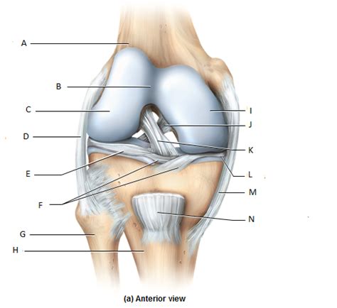 Knee Joint Anatomy Labeling Diagram Quizlet