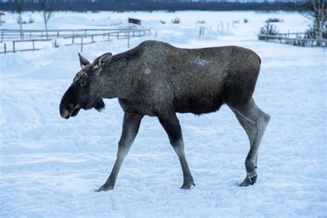 Moose Safety in Norway - Life in Norway