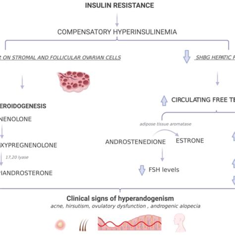 Insulin Resistance And Development Of Polycystic Ovary Syndrome Download Scientific Diagram