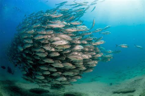 Tornado Of Fish Photography By Mika Woyda