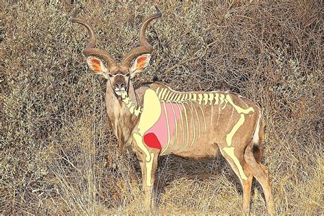 Shot Placement On A Kudu Hunt In South Africa