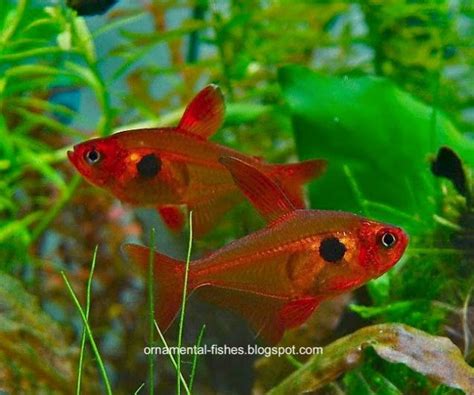 Characins (Characidae) | ornamental aquarium fish