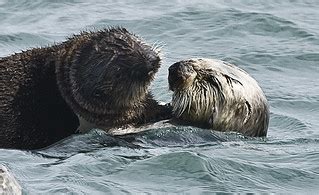 Sea Otter Enhydra Lutris Chuck Abbe Flickr