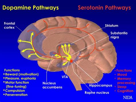 El Circuito De Recompensa En El Cerebro