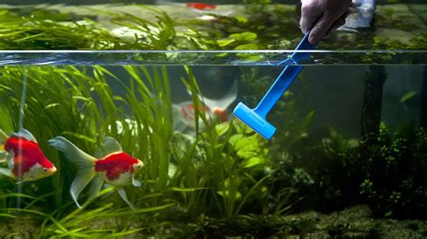 The Ultimate Guide To Cleaning Your Fish Tank Tips And Tricks For A