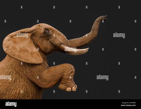 African Elephant Is Standing Up In A Dark Grey Background Side View D