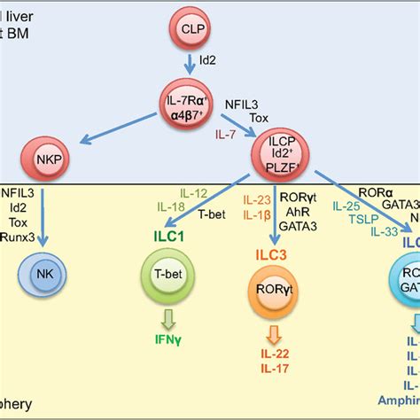 Development Of Innate Lymphoid Cells Innate Lymphoid Cells