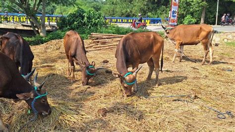 Penjual Sapi Asal Bima Di Jabodetabek Kecewa Tak Bisa Pulangkan Ternak