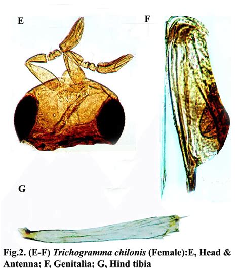 Trichogramma Chilonis Female E Head And Antenna F Genitalia G Download Scientific Diagram