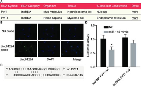 MiR 145 Is A Target Of LncRNA PVT1 A Subcellular Location Of LncRNA