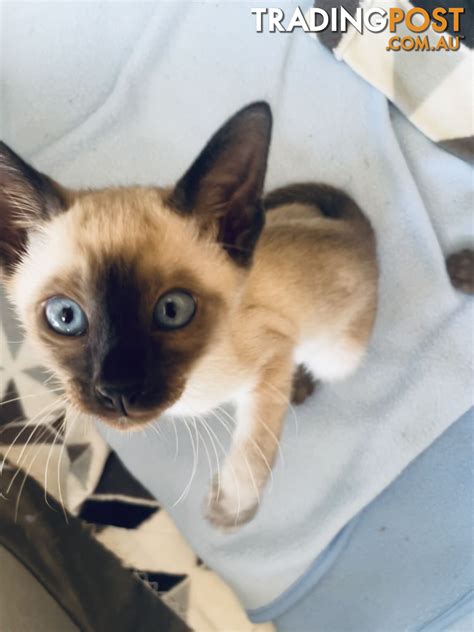 Siamese Seal Point Kittens Male