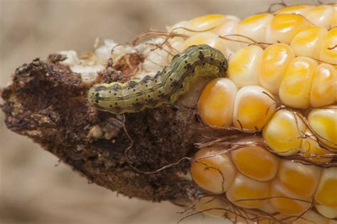 Corn Ear Worms At Jamie Gibb Blog