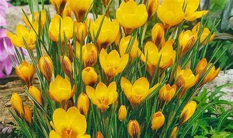 Kleiner Garten Krokus Goldilocks Pflanze Pflege Tipps Floragard