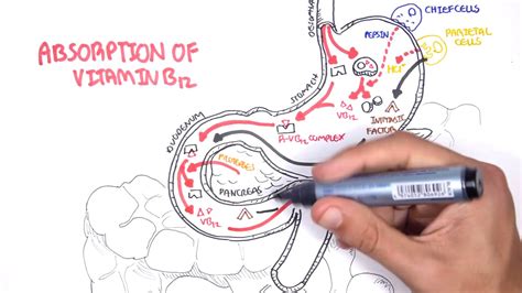 Vitamin B12 Digestion And Absorption Youtube