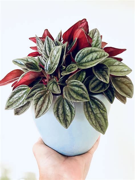 Peperomia Caperata Rosso Botanically