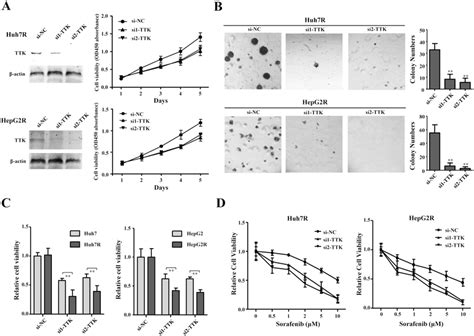 TTK Knockdown Suppresses Cell Proliferation And Enhances Cytotoxic