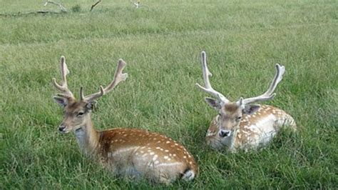 The Scottish Deer Centre (Cupar, Scotland) on TripAdvisor: Address ...