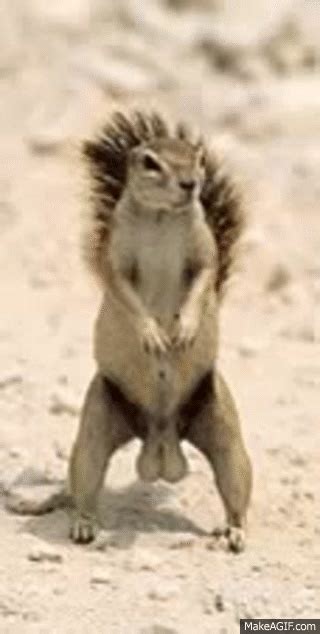 squirrel nuts on Make a GIF