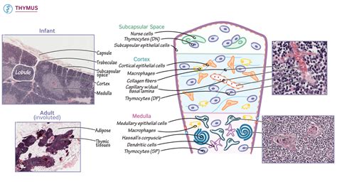 Thymus Histology