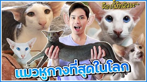 แมวดอบบ แมวทหกางทสดในโลก Oriental Shorthair ตดเตา YouTube