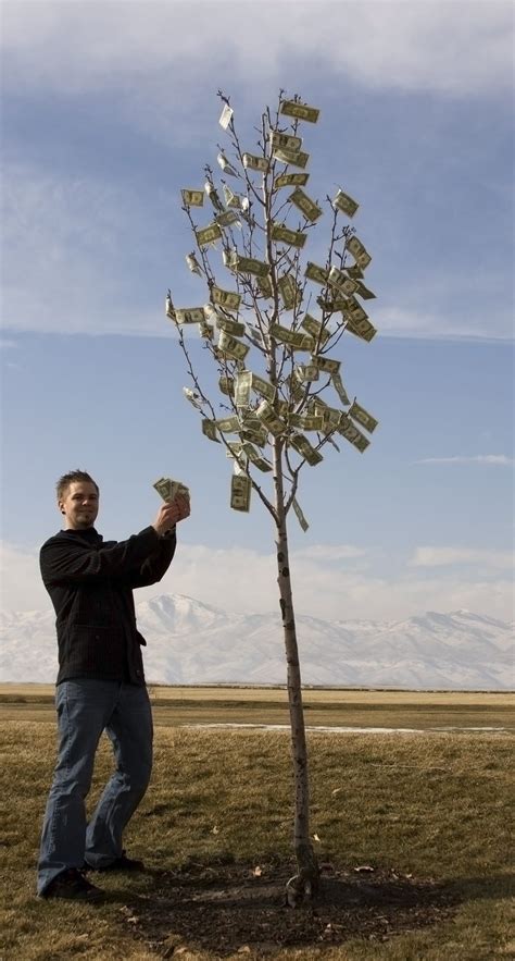 Care Of Money Trees Tips For Growing Money Trees In The Garden