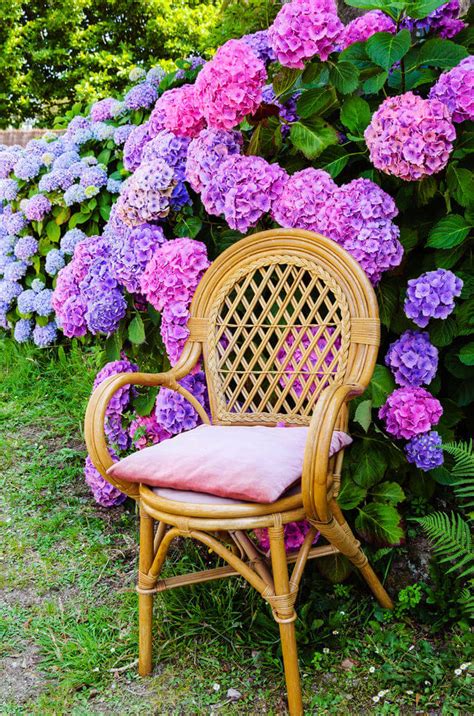 35 Hydrangea Garden Ideas Pictures Home Stratosphere