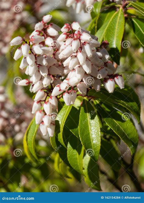 Japanese Andromeda Pieris Japonica Stock Photo Image Of Blossom