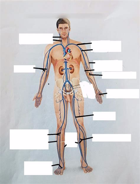 Veins Diagram Quizlet