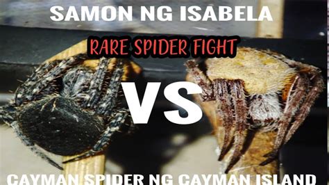 SAMON VS CAYMAN SPIDER BATTLE OF POWERS SPECIAL FIGHT POWERED BY GRAY