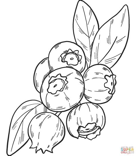 Blueberry Coloring Page Free Printable Coloring Pages