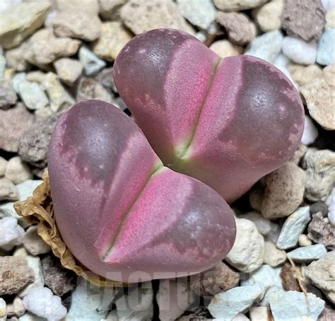 SHPR27637 Lithops optica Rubra Кактус онлайн