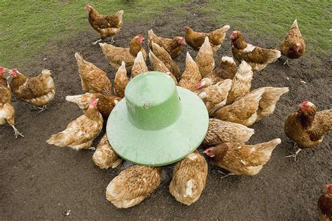 A Complete Chicken Care Guide For Beginner Bird Baron