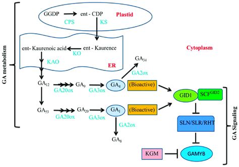 Schematic Representation Of Ga Metabolism And Signaling Pathway In Download Scientific Diagram