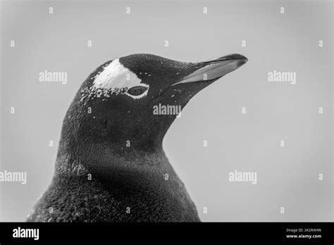 Mono close-up of gentoo penguin lifting beak Stock Photo - Alamy