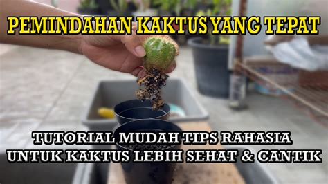 Tutorial Repotting Kaktus Pemindahan Yang Tepat Untuk Pertumbuhan