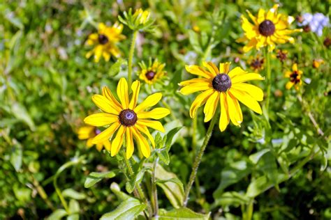 8 Great Companion Plants For Black Eyed Susans To Plant This Fall DIY