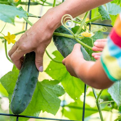 Awesome Tips For Growing Cucumbers Sunny Home Gardens