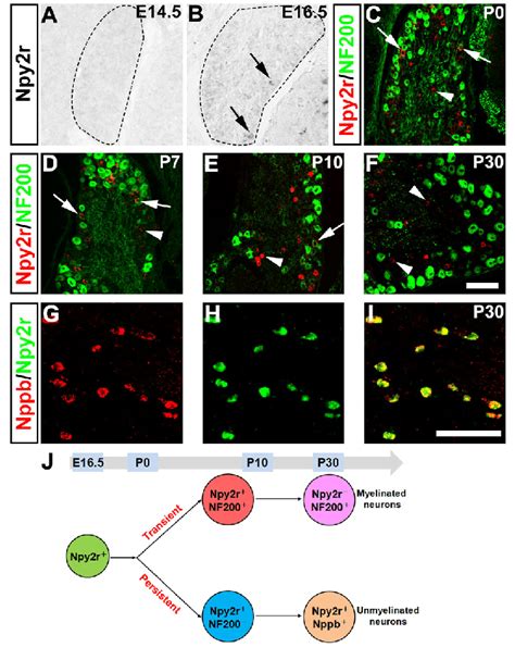 Dynamic Npy2r Expression In Developing Drgs A F In Situ Hybridization