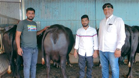 म्हैस पालन व्यवसाय 4 लाखाची मुर्हा म्हैस Top Quality Murrah Buffalo Farm माहिती व मुलाखत