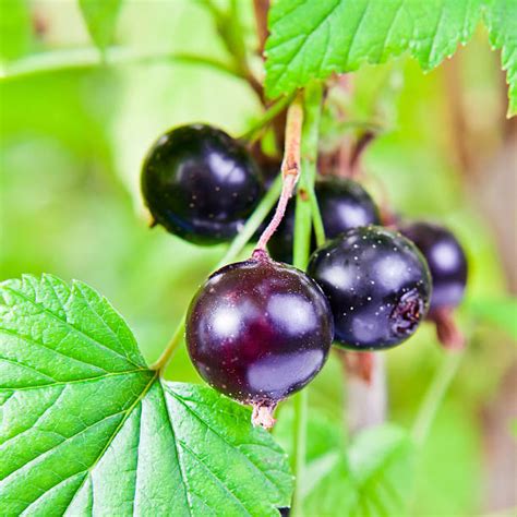 Cassis Fruit Photos Et Images Libres De Droits Istock