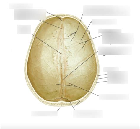 Lecture Calvaria Components Of Skull Diagram Quizlet