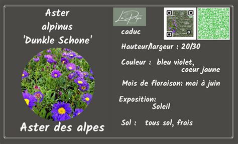 Aster Alpinus Dunkle Schone Lap Pi